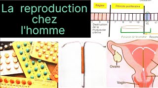 SVT 2AC La reproduction sexuée chez lHomme (partie 5)