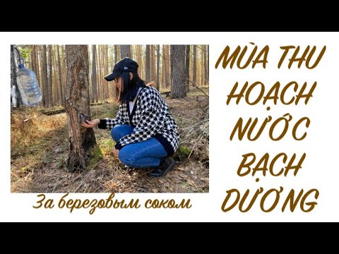 Video: Nhựa Cây Bạch Dương: đặc Tính Hữu ích Và Có Hại