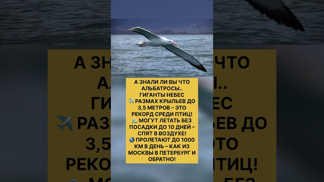 АЛЬБАТРОС – ЛЕГЕНДАРНЫЙ СТРАННИК ОКЕАНОВ 🌊