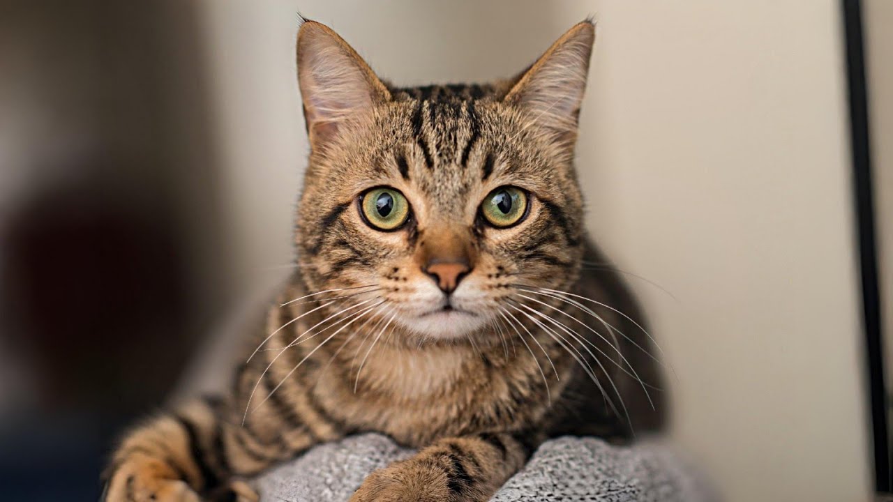 Почему ваша кошка выбрала именно ВАС своим любимым человеком (научный факт)