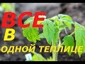 В ОДНОЙ ТЕПЛИЦЕ ТОМАТЫ, ОГУРЦЫ, ПЕРЕЦ, БАКЛАЖАНЫ/ПРАВИЛЬНОЕ РАСПОЛОЖЕНИЕ ПОСАДОК, САЖАЮ РАССАДУ