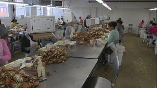 Officials To Meet On Impact Of H-2B Visas On Maryland's Seafood Industry