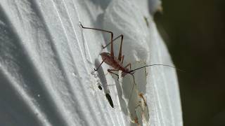 Small Leaf Katydid chews holes in Hibiscus petal, with other small Katydids