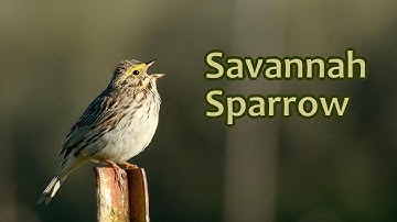 Savannah Sparrow