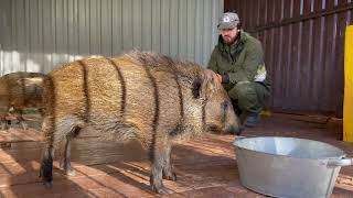 Диких Кабанов пересадил в новый вольер‼️Парк северных Волков 🐺