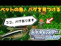 【ポケモンBDSP】ペットの魚、新しいバグについてご指摘
