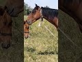 родственные связи лошадей