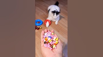 Cat Barsik 🌈🔴 Beads Reverse video #cat #marblerunandmore #funny