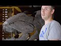 Dunkleosteus Feeding and Characteristics
