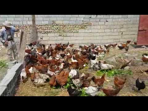 فارم پرورش مرغ بومی