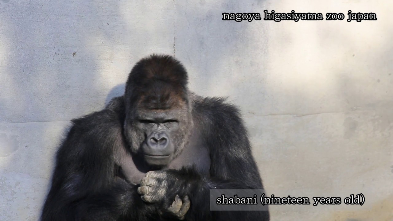 名古屋東山動物園 イケメンゴリラのシャバーニと子供達 癒しの風景 Youtube