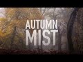 Autumn Mist - Woodland Photography