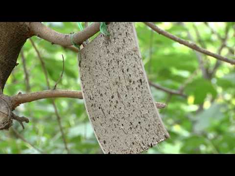 ფიქსირდება თუ არა აზიური ფაროსანა ქვემო ქართლის რეგიონში