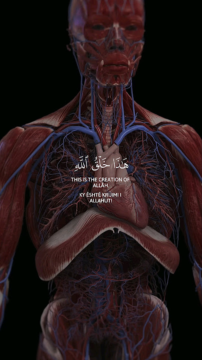 ﴿هذا خلق الله﴾ سورة لقمان بصوت القارئ الشيخ ياسر الدوسري | Surah Luqman - Yasser Al-Dosari🍃🤍 #quran