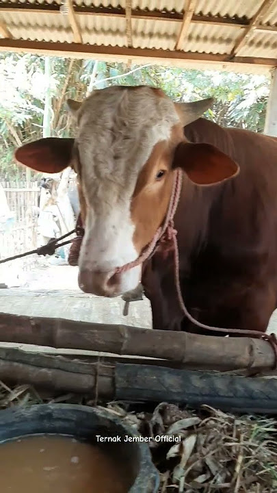Sapi lucu, Sapi brahman, Sapi bull #shorts #cow #sapi
