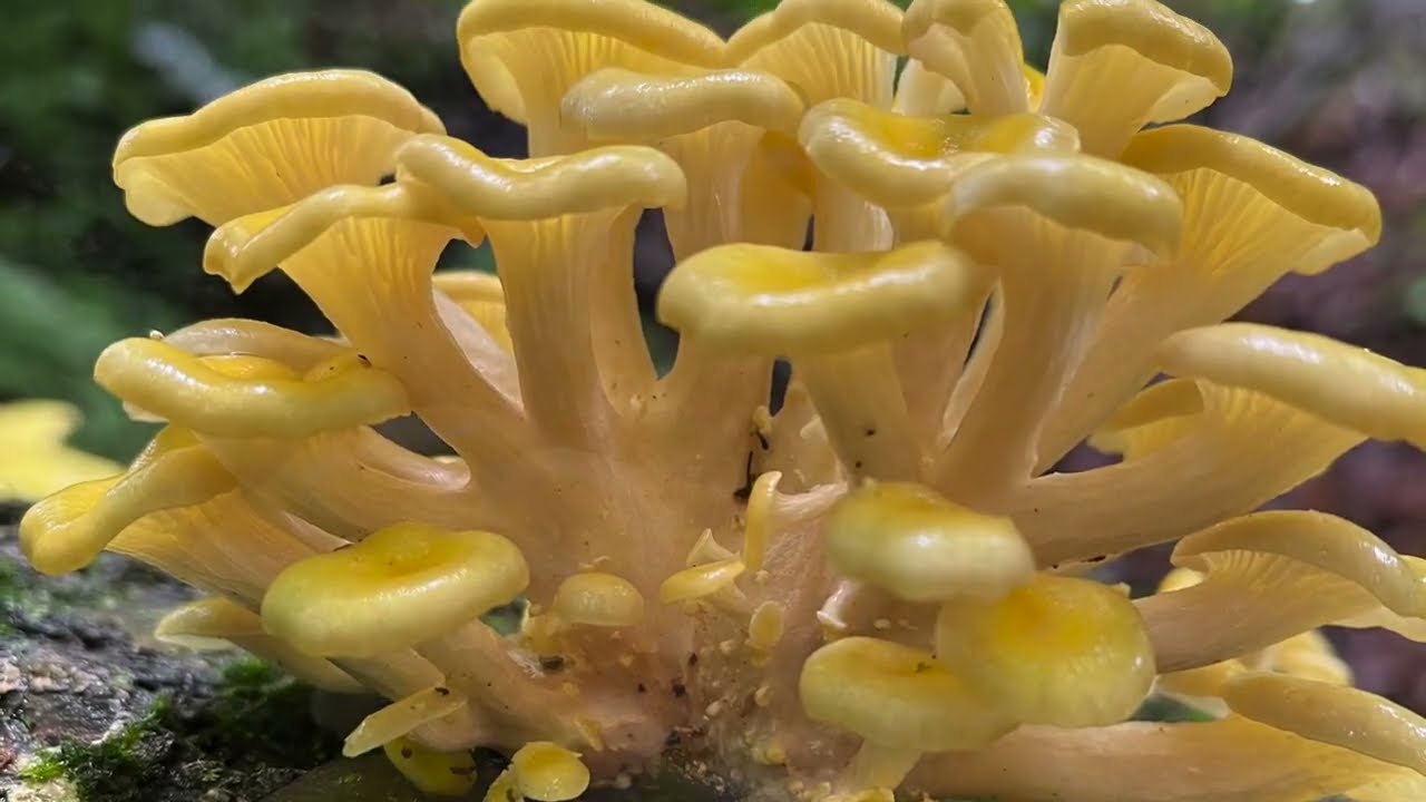 Golden Oyster Mushrooms |Harvest to Preserving