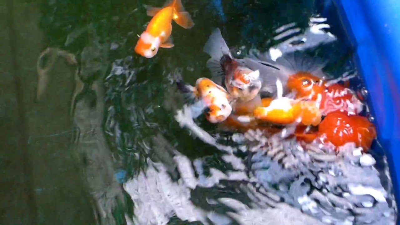 Goldfish tank 20160313 YouTube