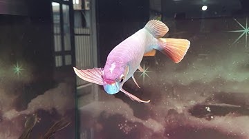 Cá rồng huyết long xệ mắt.mong anh em chỉ giáo