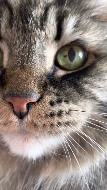 Cat would like his breakfast now