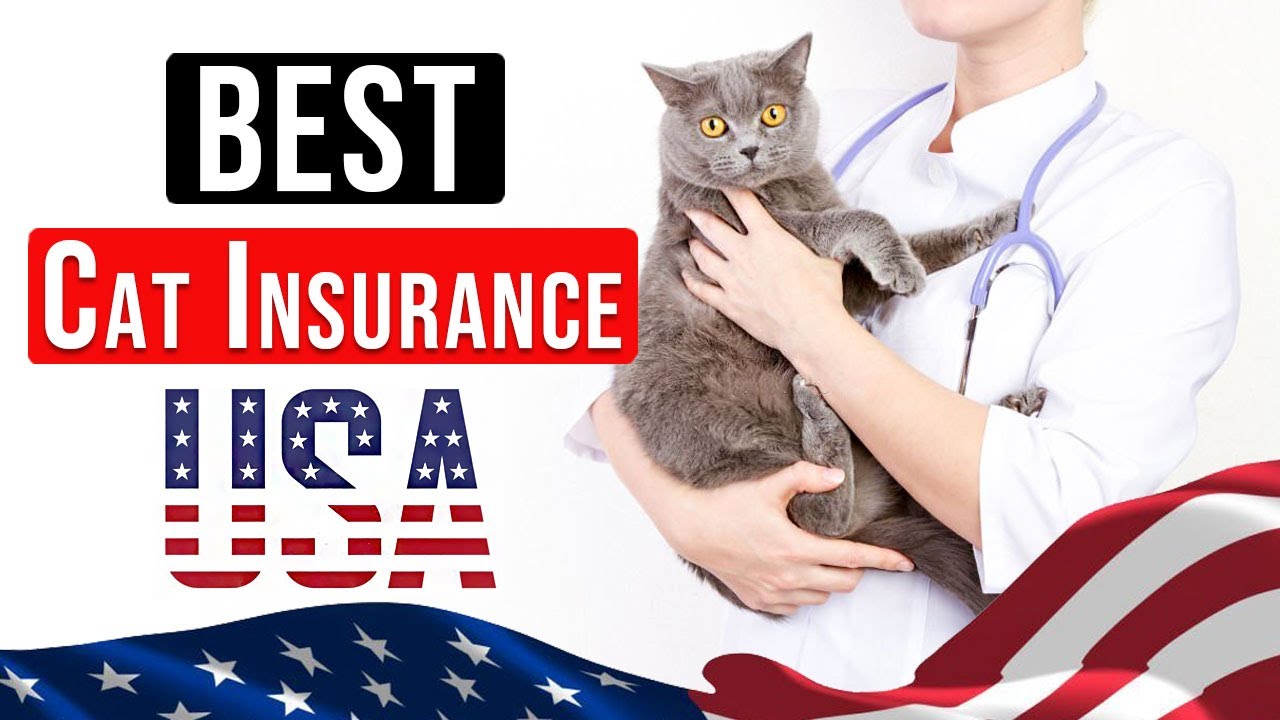 Best Cat Insurance in USA [Reviews] Top 4 Pet Insurance for CATS