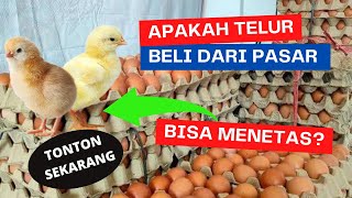 Harus Tau!! Apakah Telur Beli Di Pasar Bisa DiTetaskan?? Ini Jawaban Nya