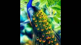 44 Try But No Jelousy