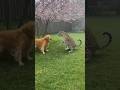 A Mother’s Instinct🐶dog vs🐆wild Cat in Backyard Showdown母の本能🐶犬 vs🐆野生ネコの裏庭ショーダウン🐶개 vs🐆야생 고양이의 뒷마당 쇼다운