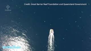 65.000 Schildkröten vor Raine Island mit Hilfe einer Drohne gezählt