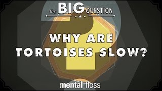 Why Are Tortoises Slow?  Big Questions (Ep.6)