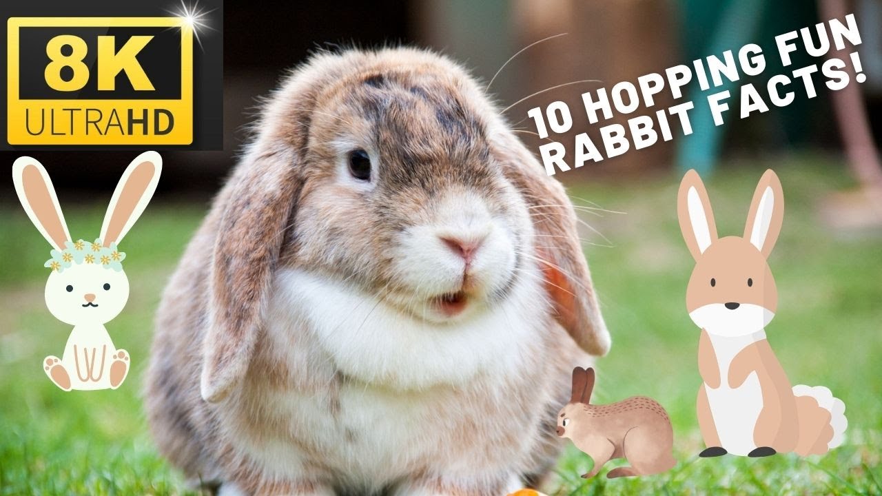 10 HOPPING FUN RABBIT FACTS | ZIM RELAXATION MUSIC | Animal fun facts ...