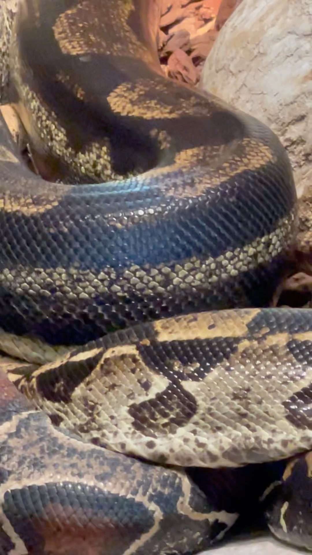 Massive Snake Season