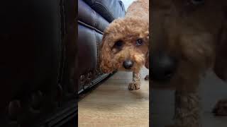 Under Couch/Bed Blocker Review!