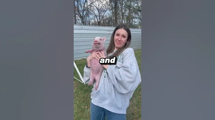 Why Pigs Cant Look At The Sky! 😮 #shorts #viral