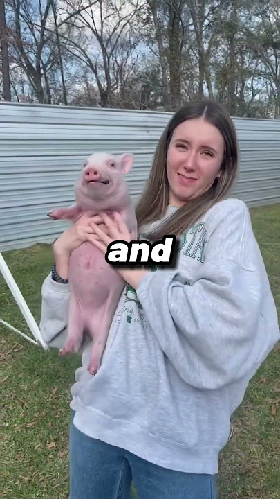 Why Pigs Cant Look At The Sky! 😮 #shorts #viral