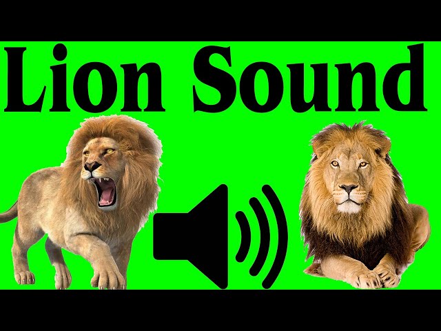 lions roar - sound effect - video Dailymotion
