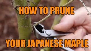 How to Prune A Japanese Maple  JAPANESE MAPLES!