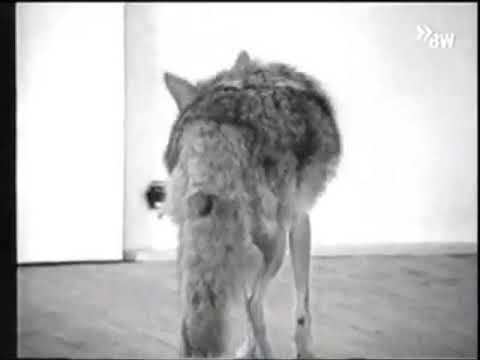 Joseph Beuys I Liked America And America Likes Me 1974