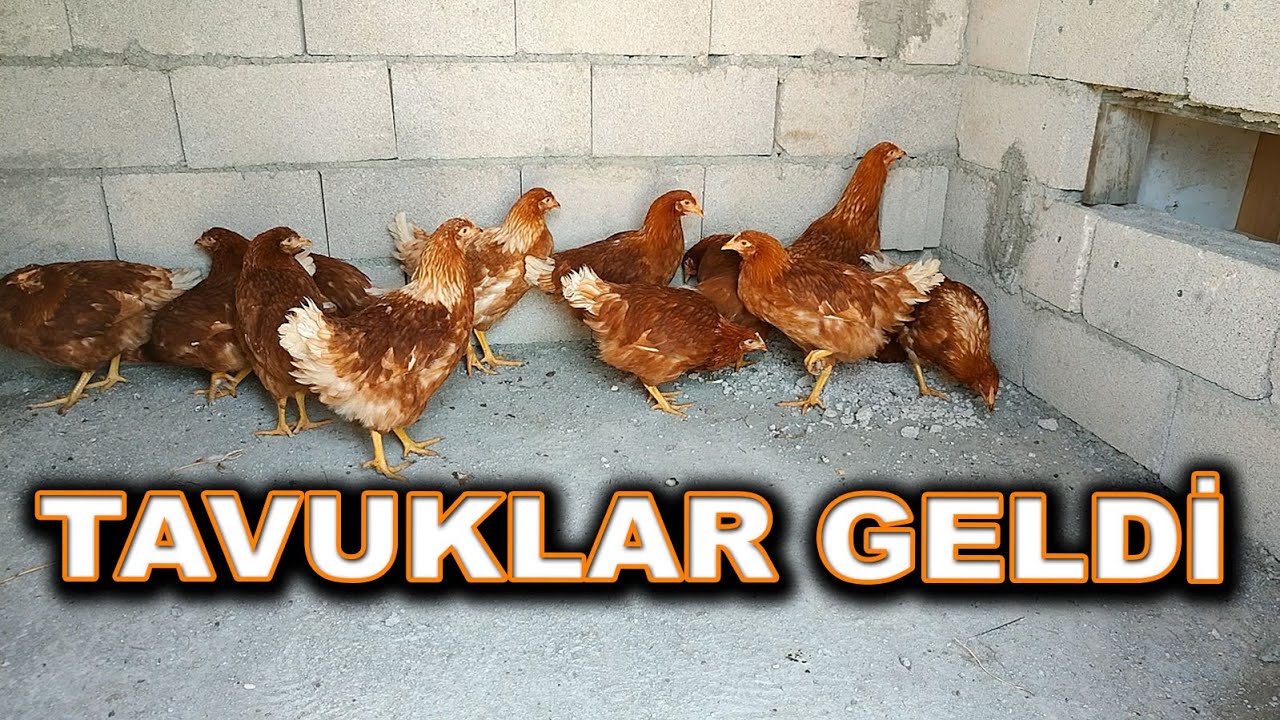Kümesin Gerçek Sahipleri - Lohman Brown Tavuk Aldık - Kümes İçin Zaman Ayarlı Otomatik Kapı Yaptık