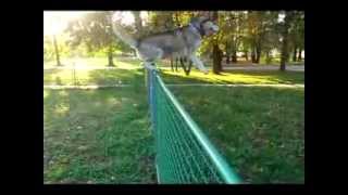 Husky Ron Tricks 3 by Ellany Ipša - Border Collie Hyper Paw kennel 10,513 views 10 years ago 7 minutes, 6 seconds