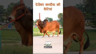 देखिए कन्हैया की बेटियां | Kamdhenu Gaushala | KGSG | Sahiwal Bull |