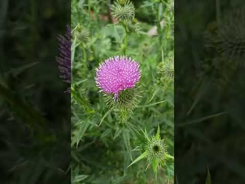 Cardo Mariano. planta medicinal