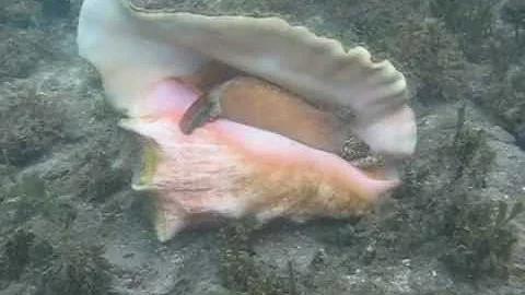 Queen Conch Flips it's Shell- Snorkel St. John, US...