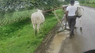 Farmer taking bull to village Part vlog 4