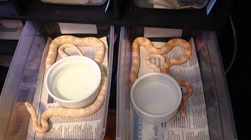 Colubrid collection update 12/15/13. Corn, King, Hog nose s