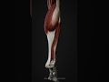 Our Latest Animation: The Triceps Surae in Motion #anatomystandard #anatomy #gastrocnemius #soleus