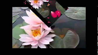 " PLUM BLOSSOM "............by Princess Shoyang ! " PLUM BLOSSOM "............by Princess Shoyang !
