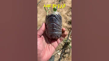 زراعة البطيخ الأحمر من البذرة Organic زراعة Farming Agriculture Food Plants Garden اكسبلور 