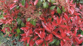 Photinia red robin spring or summer trim / prune