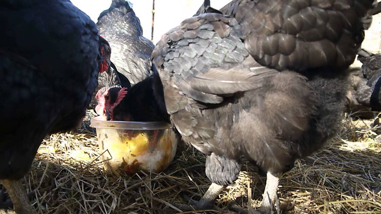 Chickens enjoying table scraps - YouTube