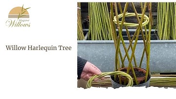 Creating a living willow harlequin tree - Musgrove Willows